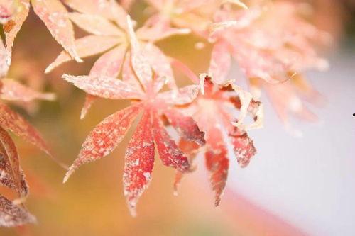 秋秋霞在线观看秋,探寻秋生成之美